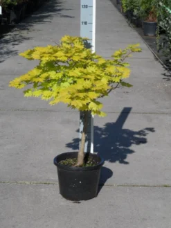 Japanse Esdoorn (Acer Shirasawanum 'Aureum') -Planten Verkoopwinkel acer shirasawanum aureum c12 1