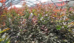 Japanse Esdoorn (Acer Palmatum 'Skeeter's Broom') -Planten Verkoopwinkel acer skeeters broom