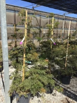 Japanse Esdoorn (Acer Palmatum 'Viridis') -Planten Verkoopwinkel acer verdi palm. diss. viridis 150 175