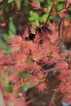 Japanse Esdoorn (Acer Palmatum 'Wilson's Pink Dwarf') -Planten Verkoopwinkel acer wilsons pink dwarf 3
