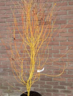 Japanse Esdoorn (Acer Palmatum 'Bi Hoo') -Planten Verkoopwinkel acerbihoo01