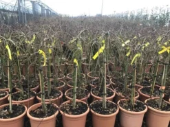 Japanse Esdoorn Op Stam (Acer Palmatum 'Ryusen') -Planten Verkoopwinkel acerryusen02