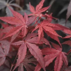 Japanse Esdoorn (Acer Palmatum 'Atropurpureum') -Planten Verkoopwinkel acpatrop 9