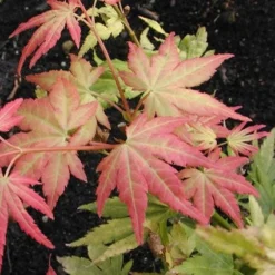 Japanse Esdoorn (Acer Palmatum 'Orange Dream') -Planten Verkoopwinkel acpodrea 4