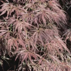 Japanse Esdoorn (Acer Palmatum 'Ornatum') -Planten Verkoopwinkel acpornat 11 1