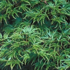 Japanse Esdoorn (Acer Palmatum 'Seiryu') -Planten Verkoopwinkel acpseiry 6 1