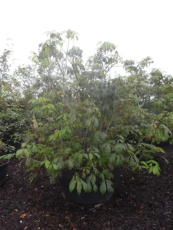Herfstpaardenkastanje (Aesculus Parviflora) -Planten Verkoopwinkel aesculus parviflora 175 200 250 c500