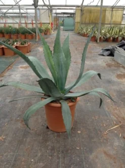Agave (Agave Americana) -Planten Verkoopwinkel agave americana c12