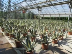 Agave (Agave Americana 'Variegata') -Planten Verkoopwinkel agave americana variegata