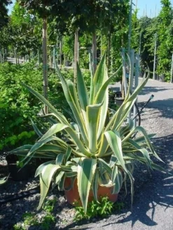 Agave (Agave Americana 'Variegata') -Planten Verkoopwinkel agave americana variegata 4