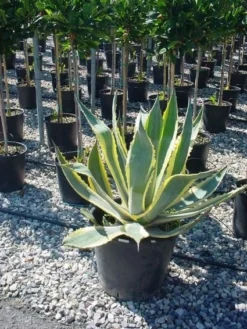 Agave (Agave Americana 'Variegata') -Planten Verkoopwinkel agave americana variegata 4 1