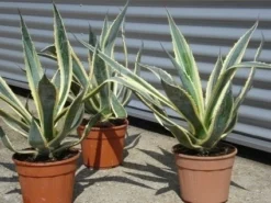 Agave (Agave Americana 'Variegata') -Planten Verkoopwinkel agave americana variegata 5