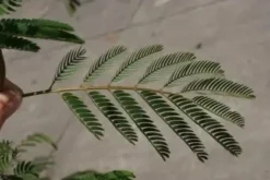 Perzische Slaapboom Als Struik (Albizia Julibrissin) -Planten Verkoopwinkel albizia julibrissin blad 2