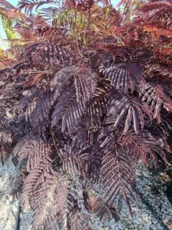 Perzische Slaapboom Als Struik (Albizia 'Summer Chocolate') -Planten Verkoopwinkel albizia summer chocalate 125cm 3