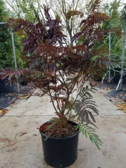 Perzische Slaapboom Als Struik (Albizia 'Summer Chocolate') -Planten Verkoopwinkel albizia summer chocolate