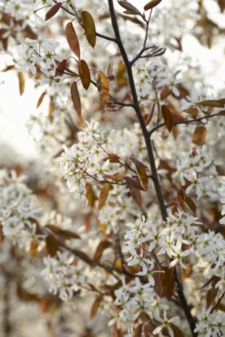 Meerstammige Krentenboom (Amelanchier Lamarckii) -Planten Verkoopwinkel amelanchier lamarckii01