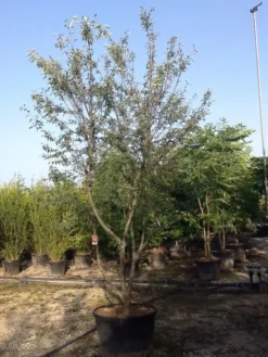 Meerstammige Krentenboom (Amelanchier Lamarckii) -Planten Verkoopwinkel amelanchierlammarckii04