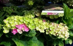 Hortensia (Hydrangea 'Magical Jewel Pink') -Planten Verkoopwinkel amethyst01c 2