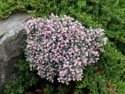 Lavendelheide (Andromeda Polifolia 'Blue Ice')