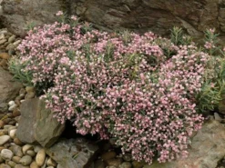 Lavendelheide (Andromeda Polifolia 'Blue Ice') -Planten Verkoopwinkel andromeda pol. blue ice 3 1