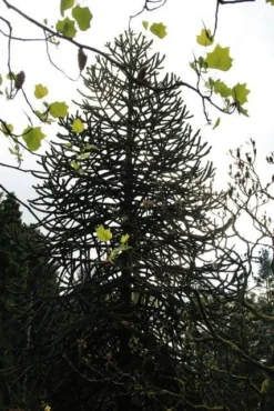 Apeboom (Araucaria Araucana) -Planten Verkoopwinkel araucaria araucana
