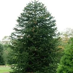 Apeboom (Araucaria Araucana) -Planten Verkoopwinkel araucaria araucana 1