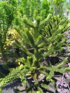 Apeboom (Araucaria Araucana) -Planten Verkoopwinkel araucaria araucana 100 125 150