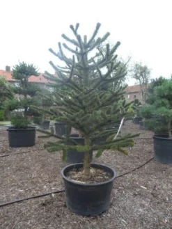 Apeboom (Araucaria Araucana) -Planten Verkoopwinkel araucaria araucana 225 250
