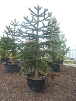 Apeboom (Araucaria Araucana) -Planten Verkoopwinkel araucaria araucana 275 300