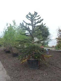 Apeboom (Araucaria Araucana) -Planten Verkoopwinkel araucaria araucana 275 300 2 1