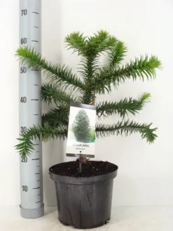 Apeboom (Araucaria Araucana) -Planten Verkoopwinkel araucaria araucana 30 40 c5 m 1 1