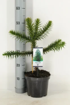 Apeboom (Araucaria Araucana) -Planten Verkoopwinkel araucaria araucana c3 m 1 1