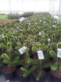 Apeboom (Araucaria Araucana) -Planten Verkoopwinkel araucaria c15 1