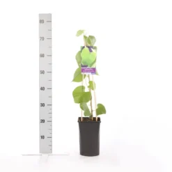 Duitse Pijp (Aristolochia Macropylla) -Planten Verkoopwinkel aristolochia durior macrophylla