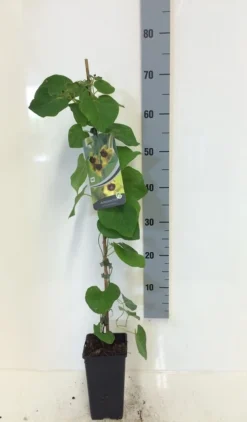 Duitse Pijp (Aristolochia Macropylla) -Planten Verkoopwinkel aristolochia macrophylla 80 100 c2