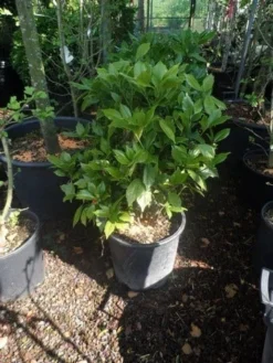 Broodboom (Aucuba Japonica 'Rozannie') -Planten Verkoopwinkel aucuba japonica rozannie 60 80 c20