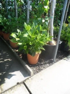 Broodboom (Aucuba Japonica 'Rozannie') -Planten Verkoopwinkel aucuba japonica rozannie c10 1