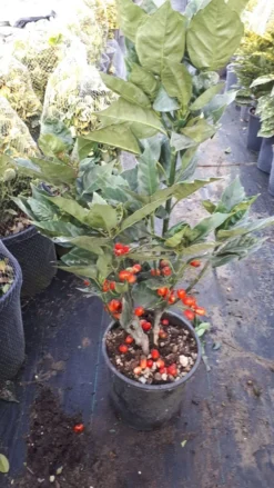 Broodboom (Aucuba Japonica 'Rozannie') -Planten Verkoopwinkel aucuba rozanne 1