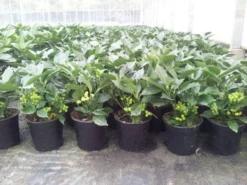 Broodboom (Aucuba Japonica 'Rozannie') -Planten Verkoopwinkel aucuba rozannie p17