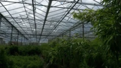 Niet Woekerende Bamboe (Fargesia 'Jiuzhaigou') -Planten Verkoopwinkel bamboe 2