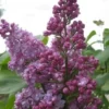 Sering (Syringa Vulgaris 'Belle De Nancy')