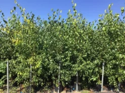 Meerstammige Berk (Betula Pendula) -Planten Verkoopwinkel betula pendula 200 250cm meerstammig