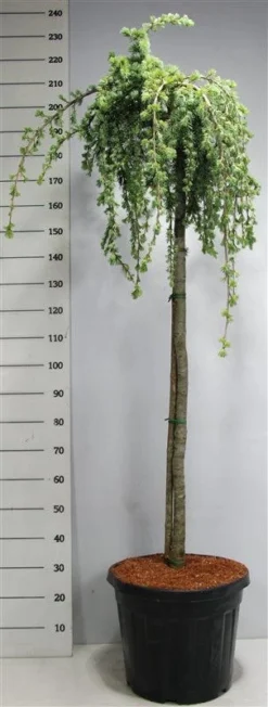 Treurceder Op Stam (Cedrus Libani 'Glauca Pendula') -Planten Verkoopwinkel bf626bb3ffe06d8a36e0e5cfc965630a