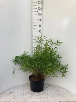 Niet Woekerende Bamboe (Fargesia Murieliae 'Bimbo') -Planten Verkoopwinkel bimbo c10