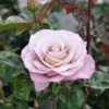 Grootbloemige Roos (Rosa 'Blue Girl')