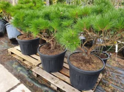 Meerstammige Japanse Pijnboom (Pinus Parviflora 'Brevifolia') -Planten Verkoopwinkel brevifolia