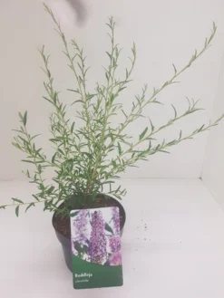 Vlinderstruik (Buddleja Alternifolia) 9 Vlinderstruik (Buddleja Alternifolia) -Planten Verkoopwinkel budd alternifolia