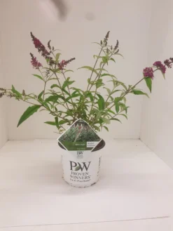Vlinderstruik (Buddleja 'Miss Ruby') -Planten Verkoopwinkel budd miss ruby 1