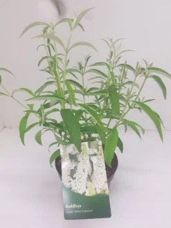 Vlinderstruik (Buddleja Davidii 'White Profusion') -Planten Verkoopwinkel budd white profusion