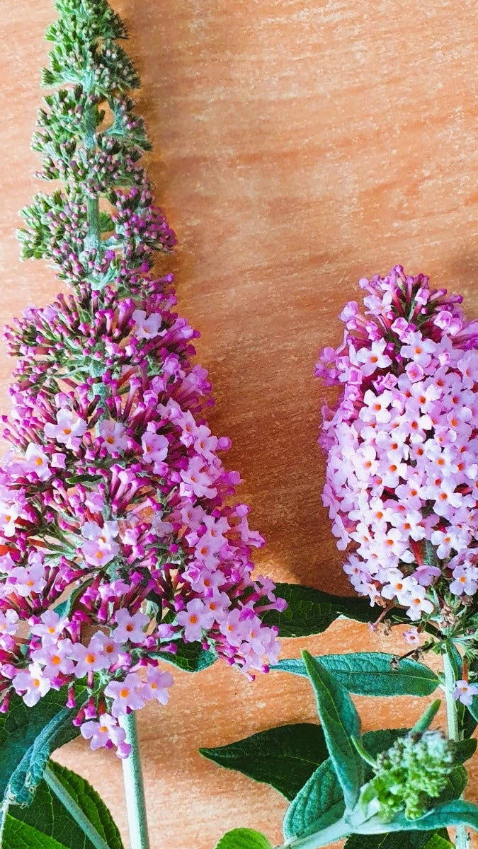 Vlinderstruik (Buddleja 'Pink Panther®') 2 Vlinderstruik (Buddleja 'Pink Panther®') - Afbeelding 2